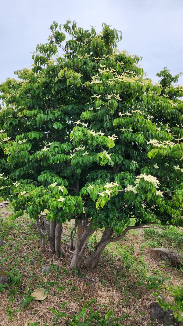 산딸나무꽃. (사진=송기남)