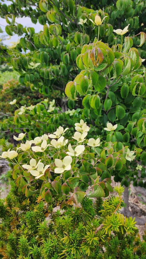 산딸나무꽃. (사진=송기남)