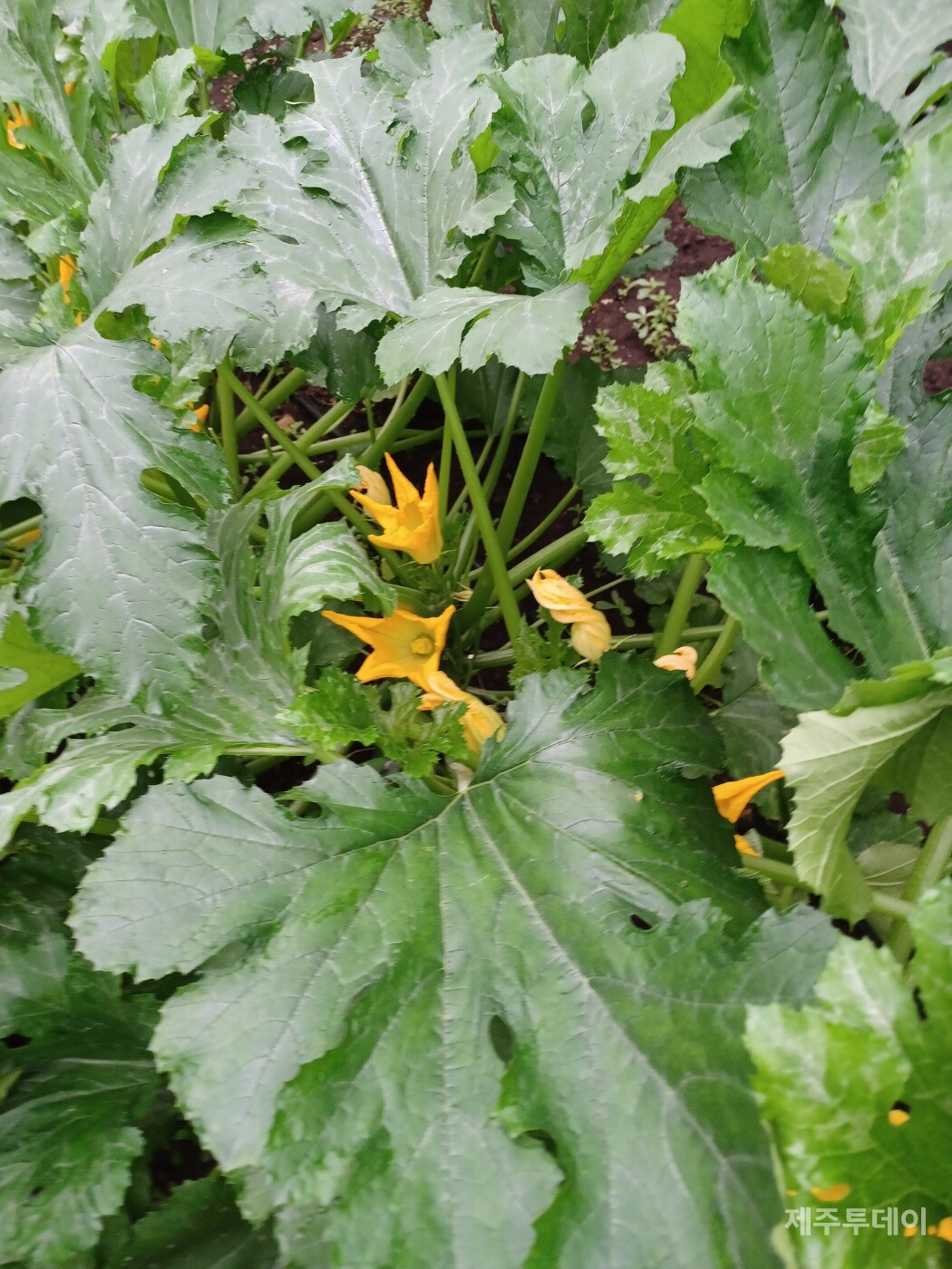 정식한지 한 달째 잘 자라고 있는 주키니호박(사진=김연주)