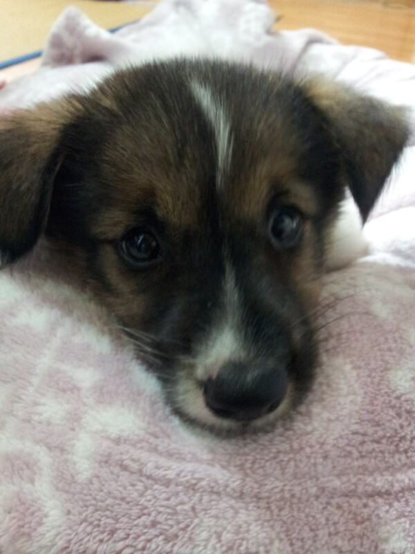 요행에서 '행' 을 맡고 있는 반려견 행운의 생후 2개월때의 모습. (사진=요행)