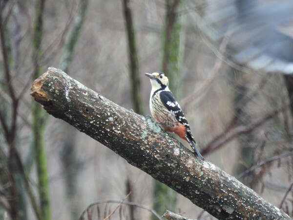 큰오색딱다구리(사진=제주환경운동연합 최슬기 생태보전국장)