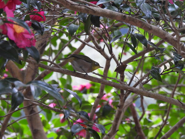 동박새(사진=제주환경운동연합 최슬기 생태보전국장)
