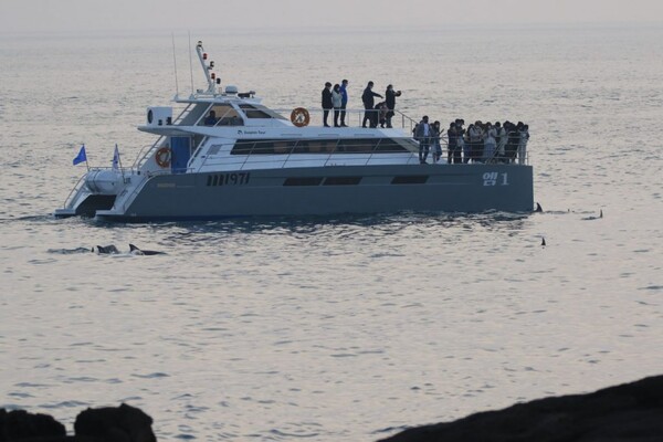 제주도내 관광선박 업체들이 남방큰돌고래에 가까이 접근한 모습. (사진=핫핑크돌핀스 제공)