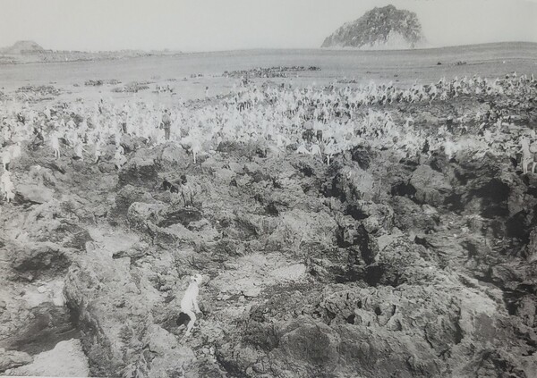 미역허채. 1961년.(사진=윤세철)