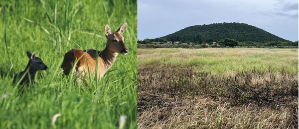 풀숲에서 새끼를 기르던 노루 가족이 제초제를 뿌린 후 자취를 감췄다.(사진=이상영)