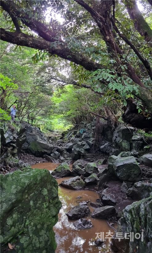 가시천에 자리한 승지물 돗당. 계곡을 가로지른 나무가 신목이다. (사진=여연)