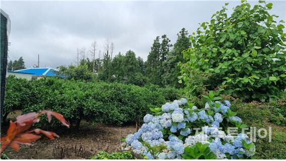당남우영할망당이 있었던 감귤 과수원. (사진=여연)
