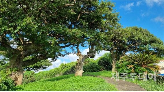 당팟당이 있는 당구들동산의 팽나무들. (사진=여연)
