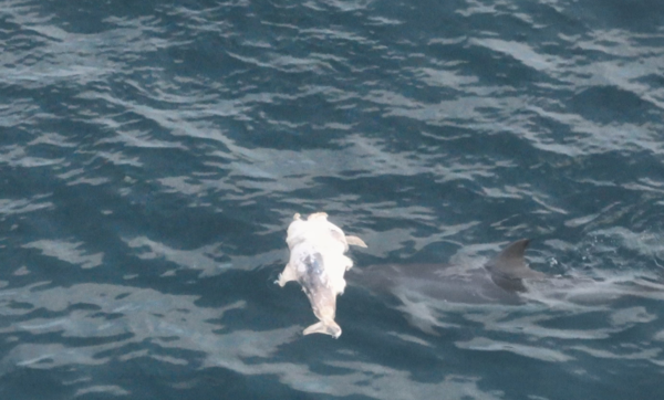 (사진=핫핑크돌핀스 제공)