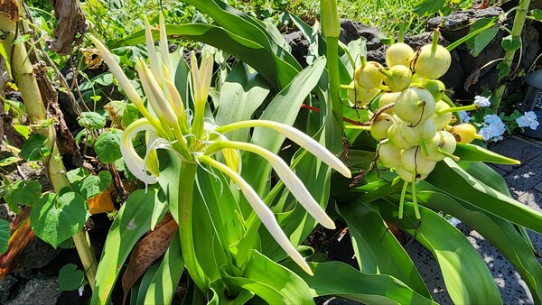 문주란. (사진=송기남)