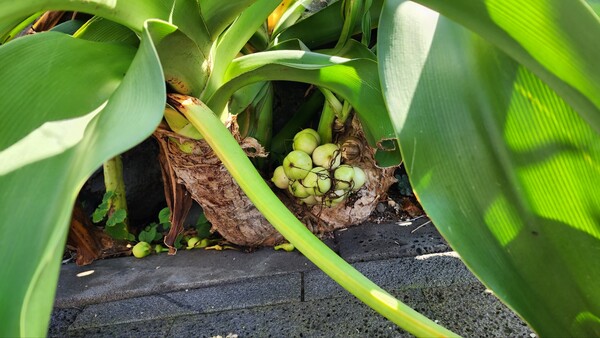 문주란. (사진=송기남)