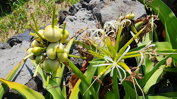 문주란. (사진=송기남)