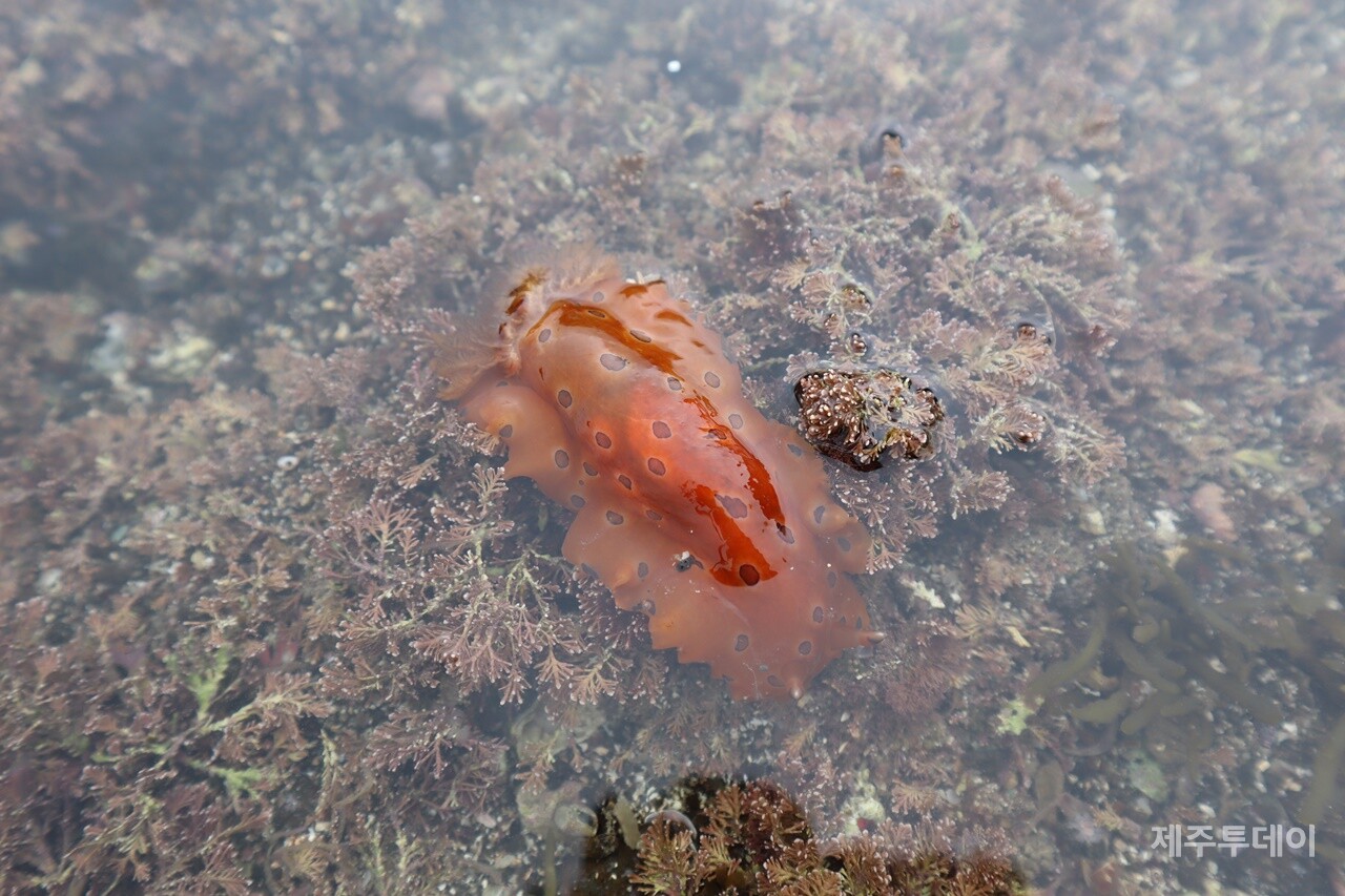 지난달 30일 제주 서귀포시 성산읍 수마포구 일대에서 해양시민과학센터 파란과 제주투데이가 '2023 제주해양포럼 여섯 번째 이야기: 제주도 조수웅덩이, 그 무한의 세계'를 진행하고 있다. (사진=조수진 기자)