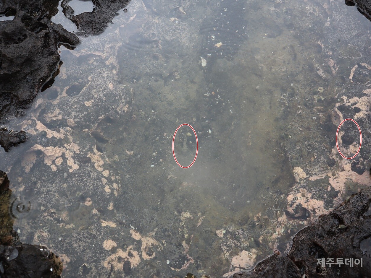 지난달 30일 제주 서귀포시 성산읍 수마포구 일대에서 해양시민과학센터 파란과 제주투데이가 '2023 제주해양포럼 여섯 번째 이야기: 제주도 조수웅덩이, 그 무한의 세계'를 진행하고 있다. (사진=조수진 기자)