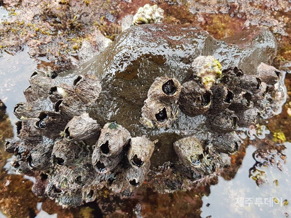 따개비와 고둥. (사진=박성인)