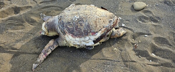 7일 제주자연의벗에 따르면 지난 4일 서귀포시 대정읍 산방산 앞 황우치해변에서 붉은바다거북 성체 암컷 사체가 발견됐다. (사진=제주자연의벗 제공)