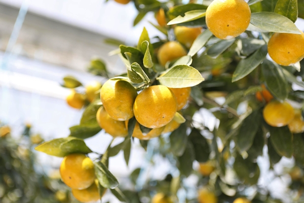 제주 하우스감귤의 모습(사진제공=제주특별자치도)