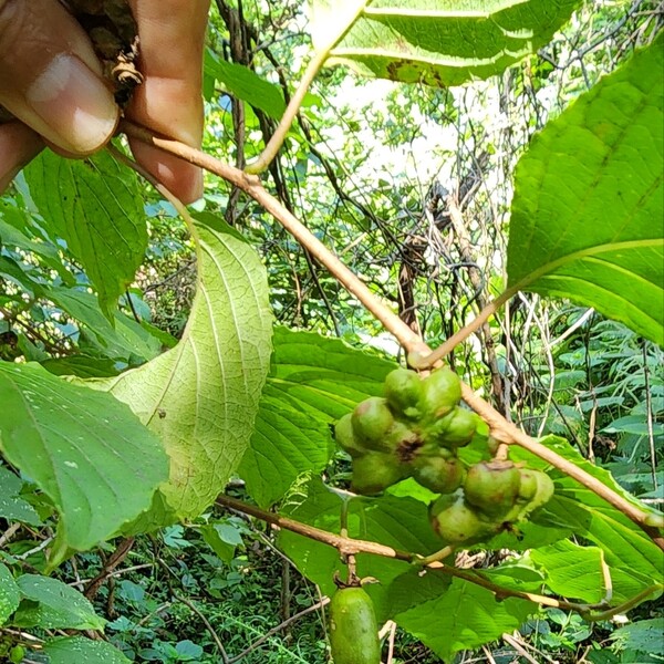 쥐다래 충영과 온전한 열매가 한 나무에 있다. (사진=송기남)