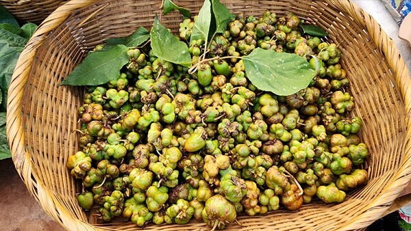 쥐다래 열매. (사진=송기남)