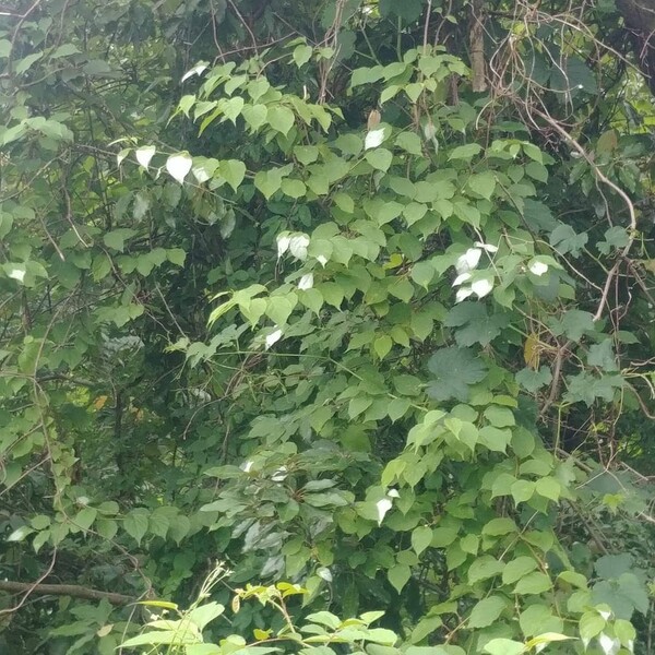 쥐다래의 얼룩무늬 잎. (사진=송기남)