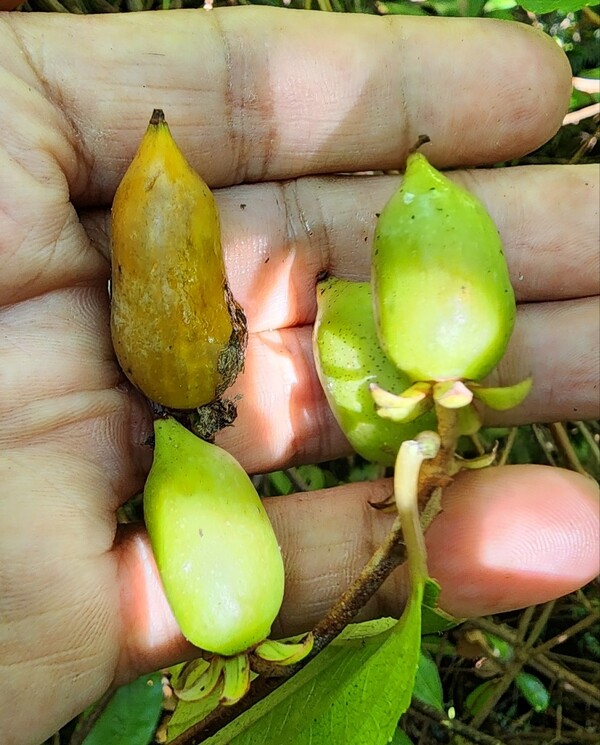 쥐다래의 온전한 열매. (사진=송기남)