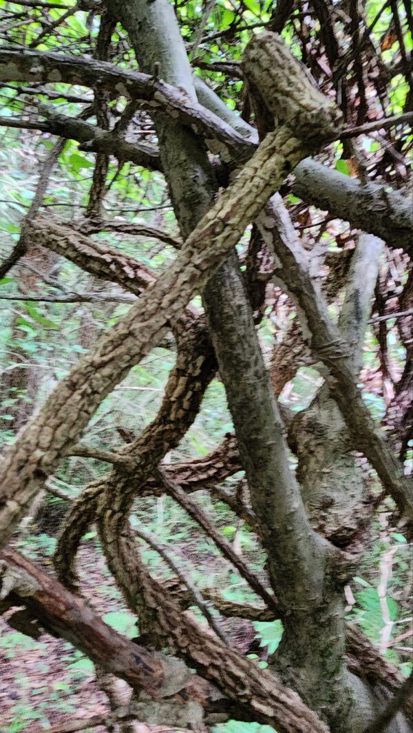 흑오미자 줄기. (사진=송기남)