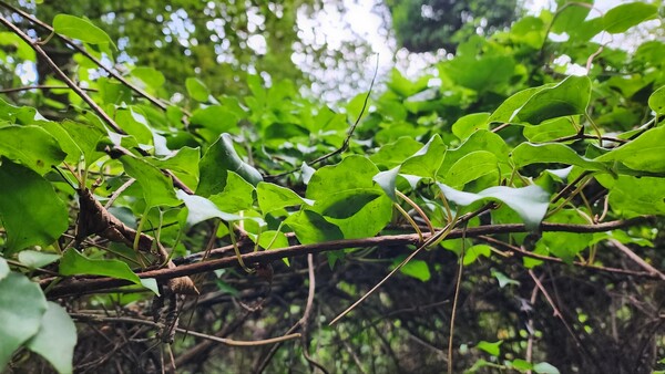 흑오미자 줄기. (사진=송기남)