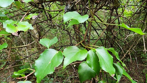흑오미자 이파리. (사진=송기남)