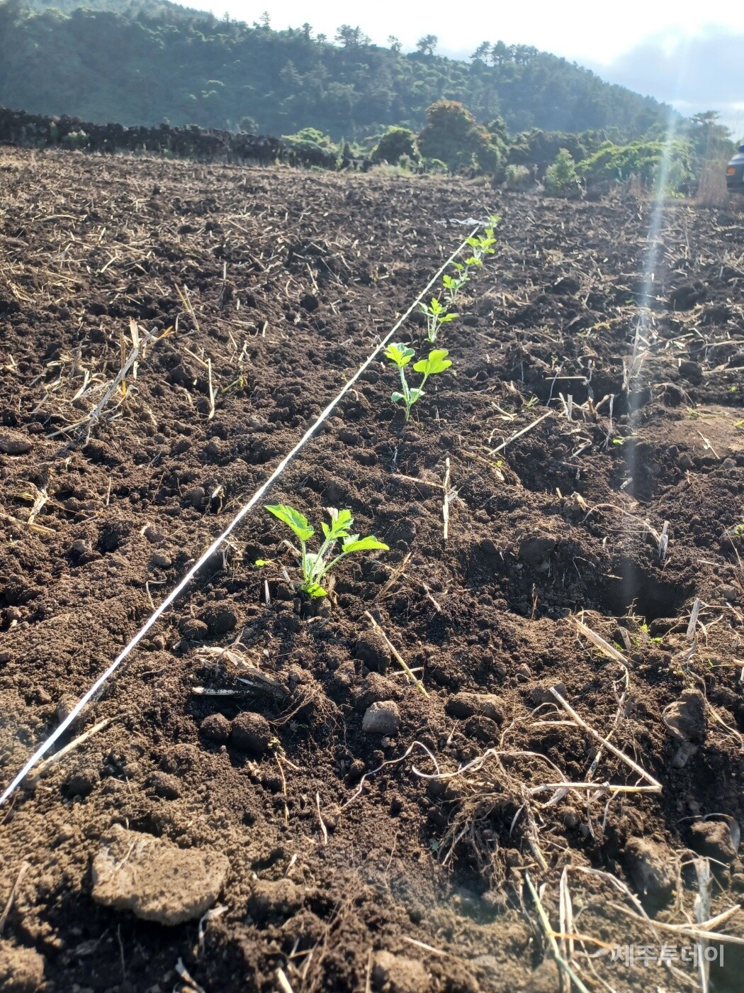 6월 8일 정식한 수박. (사진=김연주)