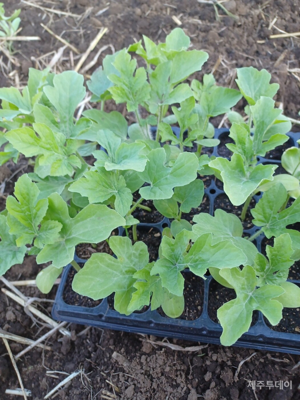 한 달 늦게 부은 모종. (사진=김연주)