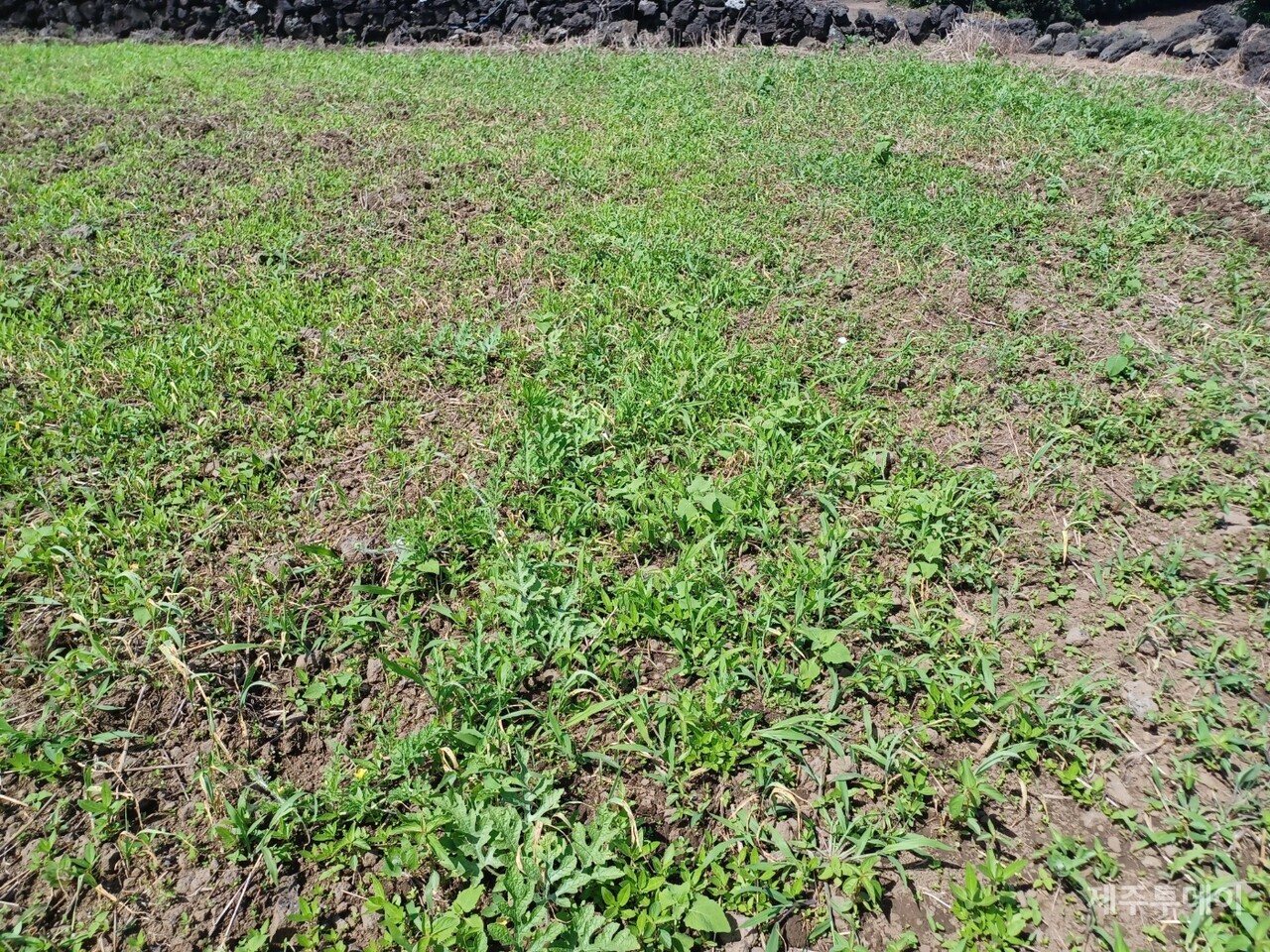 정식한지 한 달째 된 수박밭의 모습. (사진=김연주)