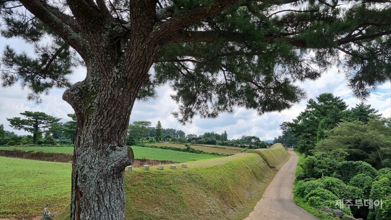 삼별초에 의해 쌓아올린 토성 유적. (사진=여연)