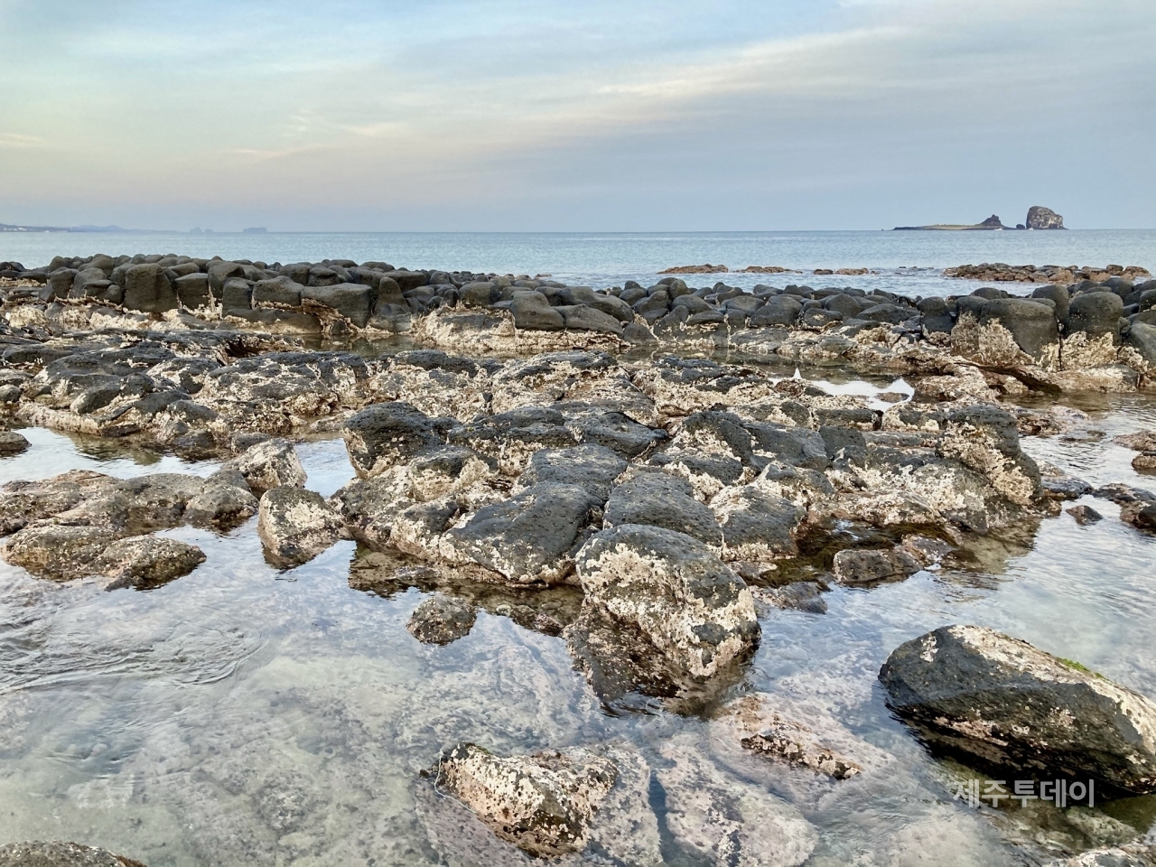 안덕면 사계기 형세섬 갯녹음 현상 (사진=녹색연합)