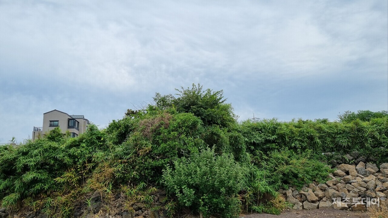 금성리 개똥밧당이 있는 대나무숲. (사진=여연)