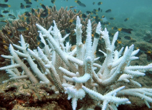 산호초의 백화현상(사진출처=서울대 해양저서생태학연구실)