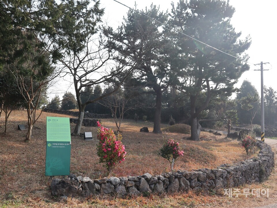 12일 오전 서귀포시 남원읍 의귀리 송령이골. (사진=조수진 기자)