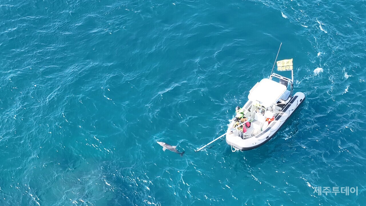지난 29일 제주돌고래 긴급구조단이 종달이 꼬리에 걸린 낚싯줄을 제거하는 모습. (사진-제주돌고래 긴급구조단 제공)