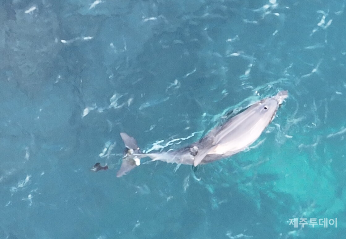 낚싯줄이 제거된 종달이가 바다를 유영하는 모습. (사진=제주돌고래 긴급구조단 제공)