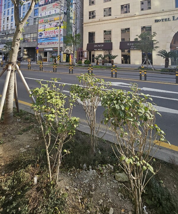 제주시 연동의 식재된 나무 4그루. 키 작은 꽃나무 3그루와 '큰나무' 1그루다. 제주도가 추진한 600만 그루 나무심기 사업은 큰나무 비중이 낮게 나타났다. 추후 큰나무 식재 비중 계획조차 잡고 있지 않다.(사진=김재훈 기자) 