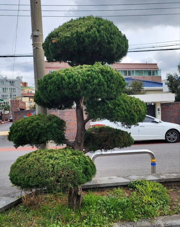 일본산 가이즈까 향나무. (사진=송기남)