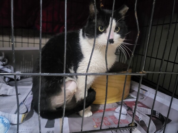 올무에 걸린 렸다가 다리에 부상을 입은 고양이 '시도'(사진=김미성 제공)