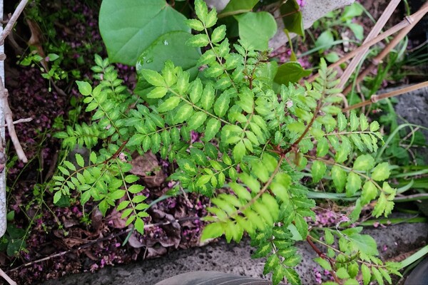 ​제피낭. (사진=송기남)