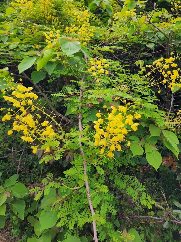 실거리나무(제주어로 가풀낭)의 모습. (사진=송기남) 