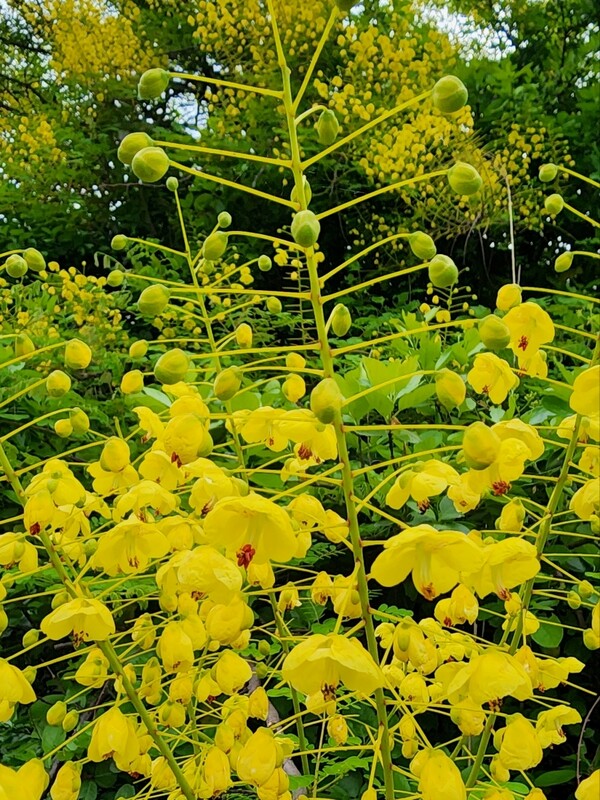 실거리나무(제주어로 가풀낭)의 모습. (사진=송기남) 