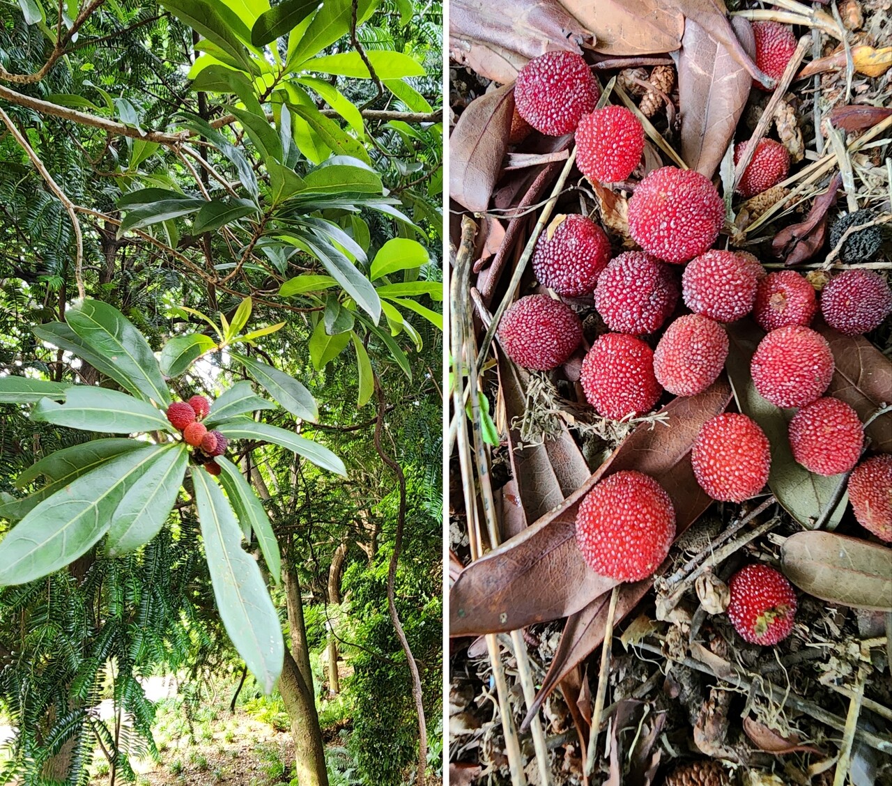 소귀나무 열매. (사진=송기남)