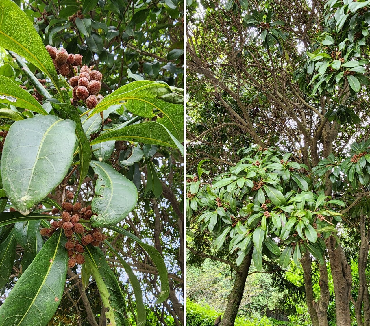 소귀나무와 덜 익은 열매. (사진=송기남)