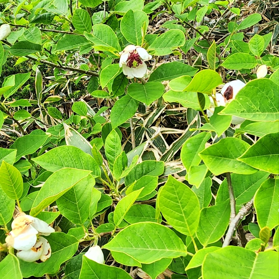 함박꽃. (사진=송기남)