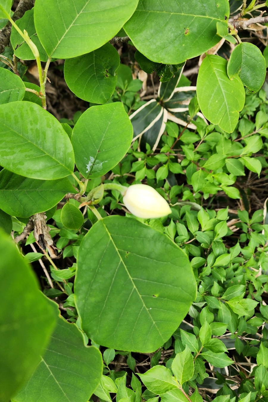 함박꽃.  (사진=송기남)