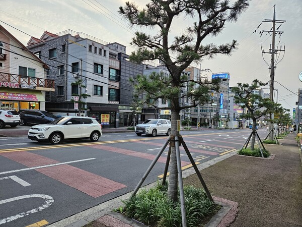 제주시 외도동에 식재된 소나무. 관광지가 아닌 주거지 일대 거리에 충분히 넓은 그늘을 드리우지 못하는 워싱톤야자수를 심었다는 비판을 받자, 모두 베어내고 그 자리에 어린 소나무를 심었다. 조성된 지 꽤 오래된 외도동 중앙차로의 일대가 한층 더 옹졸해 보인다. 기존 야자수와 소나무, 둘 다 공존하도록 가로수 화단을 더 확보할 수는 없었는가.(사진=김재훈 기자)