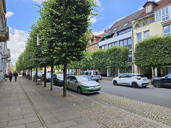 독일 슈베칭켄 지역 주택가의 가로수. 나무를 촘촘하게 식재하면서 꼼꼼하게 관리하며 그늘의 면적을 넓히고 도시 경관 조경으로 기능하도록 했다.(사진=김재훈 기자)